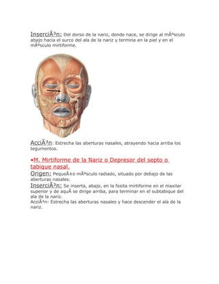 InserciÃ³n: Del dorso de la nariz, donde nace, se dirige al mÃºsculo
abajo hacia el surco del ala de la nariz y termina en la piel y en el
mÃºsculo mirtiforme.




AcciÃ³n: Estrecha las aberturas nasales, atrayendo hacia arriba los
tegumentos.

•M. Mirtiforme de la Nariz o Depresor del septo o
tabique nasal.
Origen: PequeÃ±o mÃºsculo radiado, situado por debajo de las
aberturas nasales.
InserciÃ³n: Se inserta, abajo, en la fosita mirtiforme en el maxilar
superior y de aquÃ se dirige arriba, para terminar en el subtabique del
ala de la nariz.
AcciÃ³n: Estrecha las aberturas nasales y hace descender el ala de la
nariz.
 