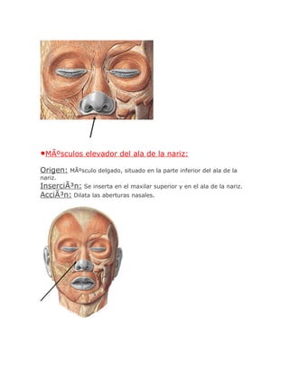 •MÃºsculos elevador del ala de la nariz:
Origen: MÃºsculo delgado, situado en la parte inferior del ala de la
nariz.
InserciÃ³n: Se inserta en el maxilar superior y en el ala de la nariz.
AcciÃ³n: Dilata las aberturas nasales.
 