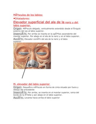 MÃºsculos de los labios:
•Dilatadores:
Elevador superficial del ala de la nariz y del
labio superior.
Origen: MÃºsculo delgado, verticalmente extendido desde el Ã¡ngulo
externo del ojo al labio superior.
InserciÃ³n: Por arriba se inserta en la apÃ³fisis ascendente del
maxilar superior. Por abajo en el ala de la nariz y en el labio superior.
AcciÃ³n: Elevador comÃºn del ala de la nariz y el labio
superior.




M. elevador del labio superior
Origen: PequeÃ±o mÃºsculo en forma de cinta situado por fuera y
debajo del precedente
InserciÃ³n: Por arriba, se inserta en el maxilar superior, cerca del
borde de la Ã³rbita y por abajo en el labio superior.
AcciÃ³n: Levanta hacia arriba el labio superior
 
