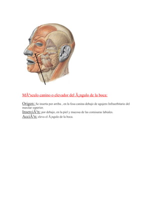 MÃºsculo canino o elevador del Ã¡ngulo de la boca:

Origen: Se inserta por arriba , en la fosa canina debajo de agujero Infraorbitario del
maxilar superior.
InserciÃ³n: por debajo, en la piel y mucosa de las comisuras labiales.
AcciÃ³n: eleva el Ã¡ngulo de la boca.
 