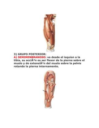 3) GRUPO POSTERIOR:
A) SEMIMENBRANOSO: va desde el isquion a la
tibia, su acciÃ³n es ser flexor de la pierna sobre el
muslo y de extensiÃ³n del muslo sobre la pelvis
rotando la pierna internamente.
 