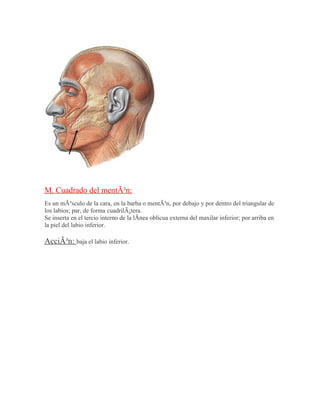 M. Cuadrado del mentÃ³n:
Es un mÃºsculo de la cara, en la barba o mentÃ³n, por debajo y por dentro del triangular de
los labios; par, de forma cuadrilÃ¡tera.
Se inserta en el tercio interno de la lÃnea oblicua externa del maxilar inferior; por arriba en
la piel del labio inferior.

AcciÃ³n: baja el labio inferior.
 