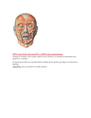 MÃºsculo borla del mentÃ³n o MÃºsculo mentoniano:
Situado en la barba, entre la parte superior de la sÃnfisis y la eminencia mentoniana; par,
pequeÃ±o, conoideo.
Se inserta por arriba en el maxilar inferior, debajo de las encÃas; por abajo, en la piel de la
barbilla.
AcciÃ³n: eleva el mentÃ³n y el labio inferior.
 
