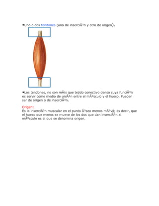 •Uno o dos tendones (uno de inserciÃ³n y otro de origen).




•Los tendones, no son mÃ¡s que tejido conectivo denso cuya funciÃ³n
es servir como medio de uniÃ³n entre el mÃºsculo y el hueso. Pueden
ser de origen o de inserciÃ³n.

Origen:
Es la inserciÃ³n muscular en el punto Ã³seo menos mÃ³vil; es decir, que
el hueso que menos se mueve de los dos que dan inserciÃ³n al
mÃºsculo es el que se denomina origen.
 