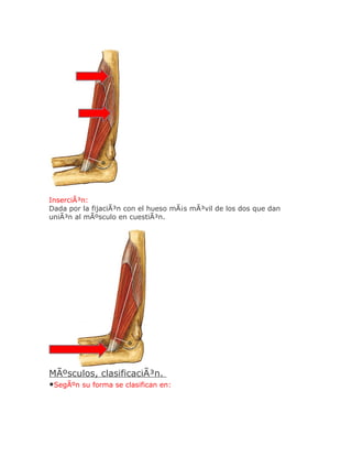 InserciÃ³n:
Dada por la fijaciÃ³n con el hueso mÃ¡s mÃ³vil de los dos que dan
uniÃ³n al mÃºsculo en cuestiÃ³n.




MÃºsculos, clasificaciÃ³n.
•SegÃºn su forma se clasifican en:
 