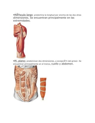 •MÃºsculo largo: predomina la longitud por encima de las dos otras
dimensiones. Se encuentran principalmente en las
extremidades.




•M. plano: predominan dos dimensiones, a excepciÃ³n del grosor. Se
encuentran principalmente en el tronco, cuello y abdomen.
 