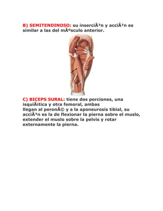 B) SEMITENDINOSO: su inserciÃ³n y acciÃ³n es
similar a las del mÃºsculo anterior.




C) BICEPS SURAL: tiene dos porciones, una
isquiÃ¡tica y otra femoral, ambas
llegan al peronÃ© y a la aponeurosis tibial, su
acciÃ³n es la de flexionar la pierna sobre el muslo,
extender el muslo sobre la pelvis y rotar
externamente la pierna.
 
