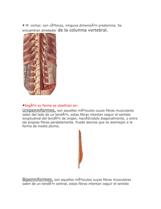 • M. cortos: son cÃºbicos, ninguna dimensiÃ³n predomina. Se
encuentran alrededor de la columna vertebral.




•SegÃºn su forma se clasifican en:
Unipenniformes, son aquellos mÃºsculos cuyas fibras musculares
salen del lado de un tendÃ³n, estas fibras intentan seguir el sentido
longitudinal del tendÃ³n de origen, haciÃ©ndolo diagonalmente, y entre
las propias fibras paralelamente. Puede decirse que se asemejan a la
forma de media pluma.




Bipenniformes, son aquellos mÃºsculos cuyas fibras musculares
salen de un tendÃ³n central, estas fibras intentan seguir el sentido
 