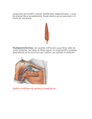 longitudinal del tendÃ³n central, haciÃ©ndolo diagonalmente, y entre
las propias fibras paralelamente. Puede decirse que se asemejan a la
forma de una pluma.




Multipenniformes, son aquellos mÃºsculos cuyas fibras salen de
varios tendones, los haces de fibras siguen un organizaciÃ³n compleja
dependiendo de las funciones que realizan, por ejemplo el deltoides




SegÃºn el nÃºmero de vientres se clasifican en:
 