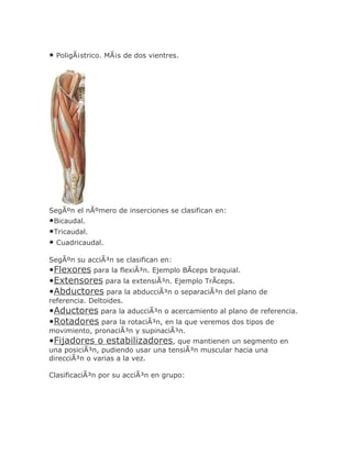 • PoligÃ¡strico. MÃ¡s de dos vientres.




SegÃºn el nÃºmero de inserciones se clasifican en:
•Bicaudal.
•Tricaudal.
• Cuadricaudal.
SegÃºn su acciÃ³n se clasifican en:
•Flexores para la flexiÃ³n. Ejemplo BÃceps braquial.
•Extensores para la extensiÃ³n. Ejemplo TrÃceps.
•Abductores para la abducciÃ³n o separaciÃ³n del plano de
referencia. Deltoides.
•Aductores para la aducciÃ³n o acercamiento al plano de referencia.
•Rotadores para la rotaciÃ³n, en la que veremos dos tipos de
movimiento, pronaciÃ³n y supinaciÃ³n.
•Fijadores o estabilizadores, que mantienen un segmento en
una posiciÃ³n, pudiendo usar una tensiÃ³n muscular hacia una
direcciÃ³n o varias a la vez.

ClasificaciÃ³n por su acciÃ³n en grupo:
 
