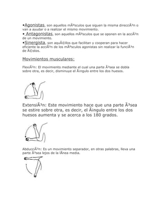 •Agonistas, son aquellos mÃºsculos que siguen la misma direcciÃ³n o
van a ayudar o a realizar el mismo movimiento.
• Antagonistas, son aquellos mÃºsculos que se oponen en la acciÃ³n
de un movimiento.
•Sinergista, son aquÃ©llos que facilitan y cooperan para hacer
eficiente la acciÃ³n de los mÃºsculos agonistas sin realizar la funciÃ³n
de Ã©stos.

Movimientos musculares:
FlexiÃ³n: El movimiento mediante el cual una parte Ã³sea se dobla
sobre otra, es decir, disminuye el Ã¡ngulo entre los dos huesos.




ExtensiÃ³n: Este movimiento hace que una parte Ã³sea
se estire sobre otra, es decir, el Ã¡ngulo entre los dos
huesos aumenta y se acerca a los 180 grados.




AbducciÃ³n: Es un movimiento separador, en otras palabras, lleva una
parte Ã³sea lejos de la lÃnea media.
 