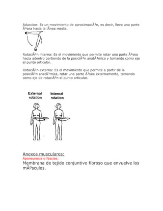 Aduccion: Es un movimiento de aproximaciÃ³n, es decir, lleva una parte
Ã³sea hacia la lÃnea media.




RotaciÃ³n interna: Es el movimiento que permite rotar una parte Ã³sea
hacia adentro partiendo de la posiciÃ³n anatÃ³mica y tomando como eje
el punto articular.

RotaciÃ³n externa: Es el movimiento que permite a partir de la
posiciÃ³n anatÃ³mica, rotar una parte Ã³sea externamente, tomando
como eje de rotaciÃ³n el punto articular.




Anexos musculares:
Aponeurosis o fascias:
Membrana de tejido conjuntivo fibroso que envuelve los
mÃºsculos.
 