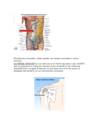 Membranas sinoviales; estas pueden ser bolsas sinoviales o vaina
sinovial.
La bolsa sinovial es una estructura en forma de placa o de colchÃ³n
que se interpone a modo de menisco entre el tendÃ³n del mÃºsculo
esquelÃ©tico y la base Ã³sea por la que pasa con el fin de evitar el
desgaste del tendÃ³n en su movimiento constante.
 