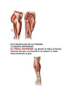 III) MUSCULOS DE LA PIERNA
1) GRUPO ANTERIOR:
A) TIBIAL ANTERIOR: va desde la tibia al borde
interno del pie, su funciÃ³n es aducir y rotar
internamente el pie.
 