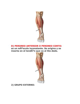 D) PERONEO ANTERIOR O PERONEO CORTO:
es un mÃºsculo inconstante. Se origina y se
inserta en el tendÃ³n que va al 5to dedo.




2) GRUPO EXTERNO:
 