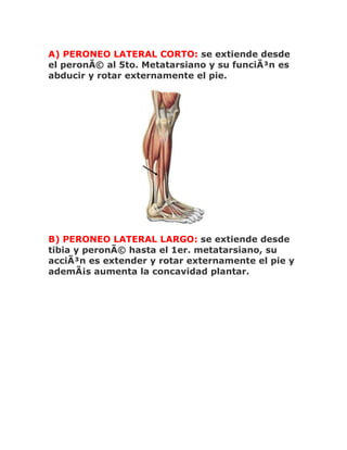 A) PERONEO LATERAL CORTO: se extiende desde
el peronÃ© al 5to. Metatarsiano y su funciÃ³n es
abducir y rotar externamente el pie.




B) PERONEO LATERAL LARGO: se extiende desde
tibia y peronÃ© hasta el 1er. metatarsiano, su
acciÃ³n es extender y rotar externamente el pie y
ademÃ¡s aumenta la concavidad plantar.
 