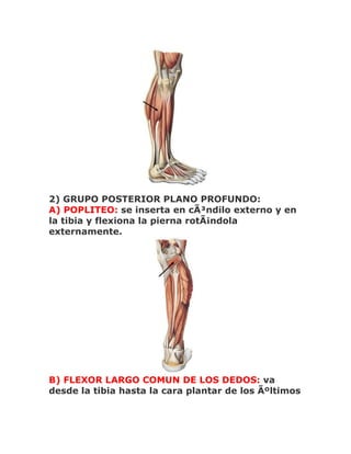 2) GRUPO POSTERIOR PLANO PROFUNDO:
A) POPLITEO: se inserta en cÃ³ndilo externo y en
la tibia y flexiona la pierna rotÃ¡ndola
externamente.




B) FLEXOR LARGO COMUN DE LOS DEDOS: va
desde la tibia hasta la cara plantar de los Ãºltimos
 