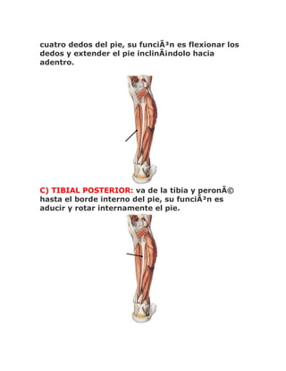 cuatro dedos del pie, su funciÃ³n es flexionar los
dedos y extender el pie inclinÃ¡ndolo hacia
adentro.




C) TIBIAL POSTERIOR: va de la tibia y peronÃ©
hasta el borde interno del pie, su funciÃ³n es
aducir y rotar internamente el pie.
 