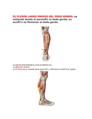 D) FLEXOR LARGO PROPIO DEL DEDO GORDO: se
extiende desde el peronÃ© al dedo gordo, su
acciÃ³n es flexionar el dedo gordo.




2) GRUPO POSTERIOR PLANO SUPERFICIAL:
A) TRICEPS SURAL:
a) SÃ“LEO: que se extiende desde el peronÃ© y tibia hasta el tendÃ³n de Aquiles.
 