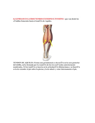 b) GEMELOS O GATROCNEMIOS EXTERNO E INTERNO : que van desde los
cÃ³ndilos femorales hasta el tendÃ³n de Aquiles.




TENDON DE AQUILES: Forma una prominencia o elevaciÃ³n en la cara posterior
del tobillo, estÃ¡ formado por la reuniÃ³n de los tres mÃºsculos anteriormente
nombrados, Ã©ste tendÃ³n se inserta en la articulaciÃ³n tibiotarsiana y su funciÃ³n
es la de extender el pie sobre la pierna y la de aducir y rotar internamente el pie.
 