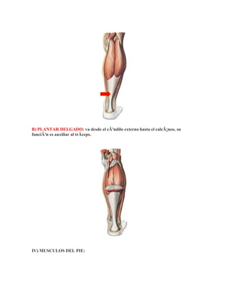 B) PLANTAR DELGADO: va desde el cÃ³ndilo externo hasta el calcÃ¡neo, su
funciÃ³n es auxiliar al trÃceps.




IV) MUSCULOS DEL PIE:
 