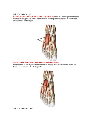 1) REGION DORSAL:
PEDIO O EXTENSOR CORTO DE LOS DEDOS: es un mÃºsculo que se extiende
desde el astrÃ¡galo y el calcÃ¡neo hasta los cuatro primeros dedos, su acciÃ³n es
extensora de las falanges.




MUSCULO EXTENSOR CORTO DEL DEDO GORDO:
se origina en el calcÃ¡neo y se inserta en la falange proximal del dedo gordo. Su
funciÃ³n es extensor del dedo gordo.




2) REGION PLANTAR:
 