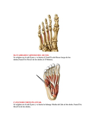 B) CUADRADO CARNOSO DEL SILVIO.
Se origina en el calcÃ¡neo y va hasta el TendÃ³n del flexor largo de los
dedos.FunciÃ³n Flexor de los dedos (4 Ãºltimos).




C) FLEXOR CORTO PLANTAR.
Se origina en el calcÃ¡neo y va hasta la falange Media del 2do al 4to dedo. FunciÃ³n:
flexiÃ³n de los dedos.
 