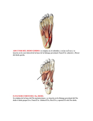 ADUCTOR DEL DEDO GORDO: se origina en el cuboides y en las cuÃ±as y se
inserta en la cara lateral de la base de la falange proximal. FunciÃ³n: aductor y flexor
del dedo gordo.




F) FLEXOR CORTO DEL 5to. DEDO.
Se origina de la base del 5to metatarsiano y se inserta en la falange proximal del 5to
dedo o dedo pequeÃ±o. FunciÃ³n: AbducciÃ³n, flexiÃ³n y oposiciÃ³n del 5to dedo.
 