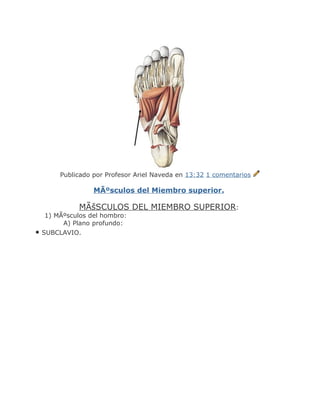 Publicado por Profesor Ariel Naveda en 13:32 1 comentarios

                MÃºsculos del Miembro superior.

            MÃšSCULOS DEL MIEMBRO SUPERIOR:
  1) MÃºsculos del hombro:
       A) Plano profundo:
• SUBCLAVIO.
 