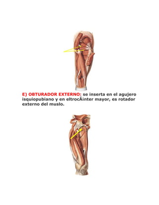 E) OBTURADOR EXTERNO: se inserta en el agujero
isquiopubiano y en eltrocÃ¡nter mayor, es rotador
externo del muslo.
 
