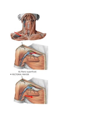 B) Plano superficial:
• PECTORAL MAYOR
 