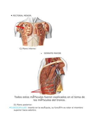 • PECTORAL MENOR.




         C) Plano interno:

                              •   SERRATO MAYOR




    Todos estos mÃºsculos fueron explicados en el tema de
                  los mÃºsculos del tronco.
    D) Plano posterior:
•SUBESCAPULAR: inserto en la escÃ¡pula, su funciÃ³n es rotar el miembro
    superior hacia adentro.
 
