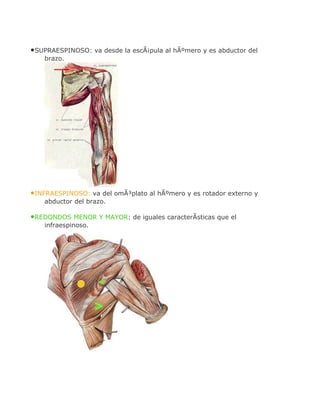 •SUPRAESPINOSO: va desde la escÃ¡pula al hÃºmero y es abductor del
    brazo.




•INFRAESPINOSO: va del omÃ³plato al hÃºmero y es rotador externo y
    abductor del brazo.

•REDONDOS MENOR Y MAYOR: de iguales caracterÃsticas que el
    infraespinoso.
 