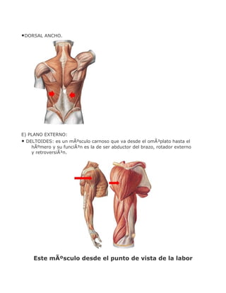 •DORSAL ANCHO.




E) PLANO EXTERNO:
• DELTOIDES: es un mÃºsculo carnoso que va desde el omÃ³plato hasta el
    hÃºmero y su funciÃ³n es la de ser abductor del brazo, rotador externo
    y retroversiÃ³n.




     Este mÃºsculo desde el punto de vista de la labor
 