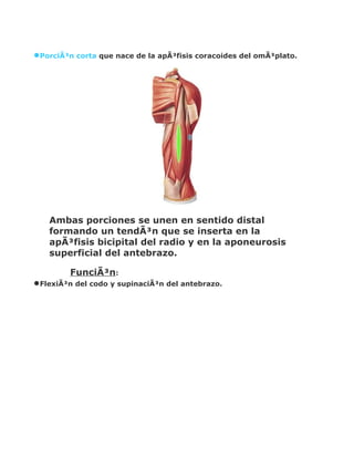 •PorciÃ³n corta que nace de la apÃ³fisis coracoides del omÃ³plato.




   Ambas porciones se unen en sentido distal
   formando un tendÃ³n que se inserta en la
   apÃ³fisis bicipital del radio y en la aponeurosis
   superficial del antebrazo.

         FunciÃ³n:
•FlexiÃ³n del codo y supinaciÃ³n del antebrazo.
 
