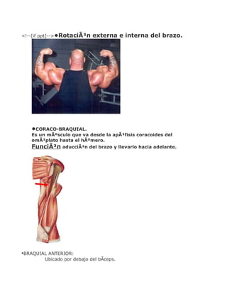 <!--[if ppt]-->•RotaciÃ³n   externa e interna del brazo.




   •CORACO-BRAQUIAL.
   Es un mÃºsculo que va desde la apÃ³fisis coracoides del
   omÃ³plato hasta el hÃºmero.
   FunciÃ³n aducciÃ³n del brazo y llevarlo hacia adelante.




•BRAQUIAL ANTERIOR:
        Ubicado por debajo del bÃceps.
 