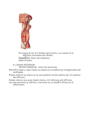 Se origina de los 2/3 distales del humero y se inserta en la
              ApÃ³fisis coronoides del cÃºbito.
          FunciÃ³n: flexor del antebrazo
          sobre el brazo.

    B ) GRUPO POSTERIOR:
          TRICEPS BRAQUIAL: tiene tres porciones:
•PorciÃ³n larga o vasto medio se origina en el tubÃ©rculo infraglenoideo del
    omÃ³plato.
•Vasto externo se origina en la cara posterior borde externo del 1/3 superior
    del hÃºmero.
•Vasto interno cara post. Borde interno, 2/3 inferiores del hÃºmero.
Las tres porciones se reÃºnen y terminan en un tendÃ³n Ãºnico en el
     olÃ©cranon.
 