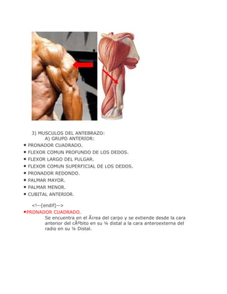 3) MUSCULOS DEL ANTEBRAZO:
        A) GRUPO ANTERIOR:
• PRONADOR CUADRADO.
• FLEXOR COMUN PROFUNDO DE LOS DEDOS.
• FLEXOR LARGO DEL PULGAR.
• FLEXOR COMUN SUPERFICIAL DE LOS DEDOS.
• PRONADOR REDONDO.
• PALMAR MAYOR.
• PALMAR MENOR.
• CUBITAL ANTERIOR.
   <!--[endif]-->
•PRONADOR CUADRADO.
        Se encuentra en el Ã¡rea del carpo y se extiende desde la cara
        anterior del cÃºbito en su ¼ distal a la cara anteroexterna del
        radio en su ¼ Distal.
 