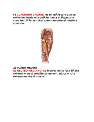 F) CUADRADO CRURAL: es un mÃºsculo que se
extiende desde el isquiÃ³n hasta el fÃ©mur y
cuya funciÃ³n es rotar externamente el muslo y
aducirlo.




2) PLANO MEDIO:
A) GLUTEO MEDIANO: se inserta en la fosa ilÃaca
externa y en el trocÃ¡nter mayor, aduce y rota
externamente el muslo.
 