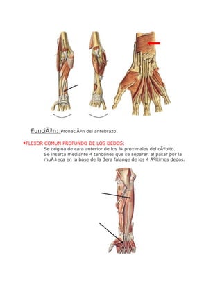 FunciÃ³n:   PronaciÃ³n del antebrazo.

•FLEXOR COMUN PROFUNDO DE LOS DEDOS:
       Se origina de cara anterior de los ¾ proximales del cÃºbito.
       Se inserta mediante 4 tendones que se separan al pasar por la
       muÃ±eca en la base de la 3era falange de los 4 Ãºltimos dedos.
 