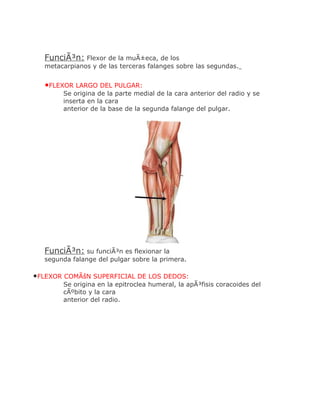 FunciÃ³n: Flexor de la muÃ±eca, de los
  metacarpianos y de las terceras falanges sobre las segundas.


  •FLEXOR LARGO DEL PULGAR:
       Se origina de la parte medial de la cara anterior del radio y se
       inserta en la cara
       anterior de la base de la segunda falange del pulgar.




  FunciÃ³n: su funciÃ³n es flexionar la
  segunda falange del pulgar sobre la primera.

•FLEXOR COMÃšN SUPERFICIAL DE LOS DEDOS:
       Se origina en la epitroclea humeral, la apÃ³fisis coracoides del
       cÃºbito y la cara
       anterior del radio.
 