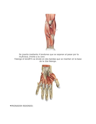 Se inserta mediante 4 tendones que se separan al pasar por la
        muÃ±eca. Frente a la 1era
   Falange el tendÃ³n se divide en dos bandas que se insertan en la base
                             de la 2da falange.




•PRONADOR REDONDO:
 