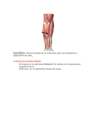 FunciÃ³n:   Flexor principal de la muÃ±eca, pero con tendencia a
abducciÃ³n de esta.


• MUSCULO PALMAR MENOR
     Se origina en la epitroclea humeral. Se inserta en la aponeurosis
     superficial de la
     MuÃ±eca y en el ligamento anular del carpo.
 