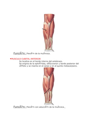 FunciÃ³n:   FlexiÃ³n de la muÃ±eca.

•MUSCULO CUBITAL ANTERIOR
       Se localiza en el borde interno del antebrazo.
       Se origina de la epitrÃ³clea, olÃ©cranon y borde posterior del
       cÃºbito y se inserta en el carpo y en el quinto metacarpiano.




  FunciÃ³n:   FlexiÃ³n con aducciÃ³n de la muÃ±eca.
 