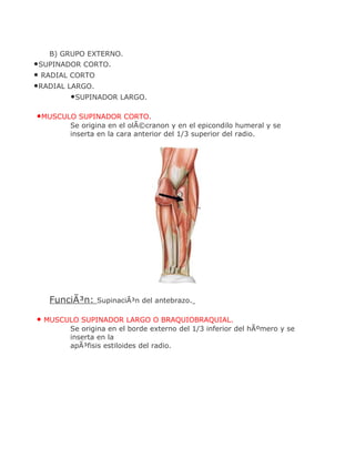 B) GRUPO EXTERNO.
•SUPINADOR CORTO.
• RADIAL CORTO
•RADIAL LARGO.
         •SUPINADOR LARGO.

•MUSCULO SUPINADOR CORTO.
        Se origina en el olÃ©cranon y en el epicondilo humeral y se
        inserta en la cara anterior del 1/3 superior del radio.




   FunciÃ³n:   SupinaciÃ³n del antebrazo.

• MUSCULO SUPINADOR LARGO O BRAQUIOBRAQUIAL.
        Se origina en el borde externo del 1/3 inferior del hÃºmero y se
        inserta en la
        apÃ³fisis estiloides del radio.
 
