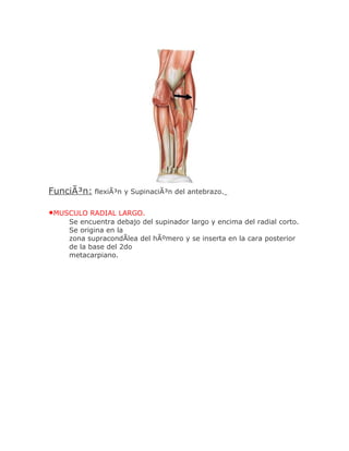 FunciÃ³n: flexiÃ³n y SupinaciÃ³n del antebrazo.

•MUSCULO RADIAL LARGO.
     Se encuentra debajo del supinador largo y encima del radial corto.
     Se origina en la
     zona supracondÃlea del hÃºmero y se inserta en la cara posterior
     de la base del 2do
     metacarpiano.
 