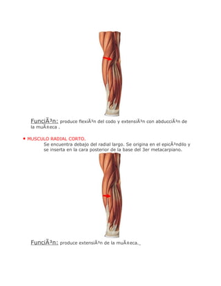 FunciÃ³n: produce flexiÃ³n del codo y extensiÃ³n con abducciÃ³n de
  la muÃ±eca .

• MUSCULO RADIAL CORTO.
       Se encuentra debajo del radial largo. Se origina en el epicÃ³ndilo y
       se inserta en la cara posterior de la base del 3er metacarpiano.




  FunciÃ³n: produce extensiÃ³n de la muÃ±eca.
 