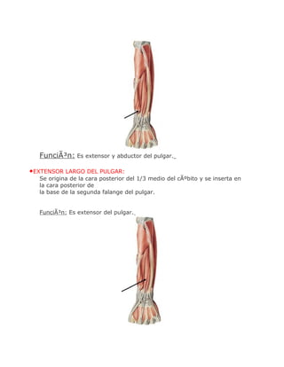 FunciÃ³n: Es extensor y abductor del pulgar.

•EXTENSOR LARGO DEL PULGAR:
  Se origina de la cara posterior del 1/3 medio del cÃºbito y se inserta en
  la cara posterior de
  la base de la segunda falange del pulgar.


  FunciÃ³n: Es extensor del pulgar.
 
