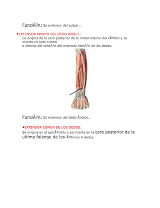 FunciÃ³n: Es extensor del pulgar.

•EXTENSOR PROPIO DEL DEDO INDICE:
  Se origina de la cara posterior de la mitad inferior del cÃºbito y se
  inserta en lado cubital
  o interno del tendÃ³n del extensor comÃºn de los dedos.




  FunciÃ³n: Es extensor del dedo Ãndice.

  •EXTENSOR COMUN DE LOS DEDOS:
  Se origina en el epicÃ³ndilo y se inserta en la   cara posterior de la
  ultima falange de los       Ãºltimos 4 dedos.
 