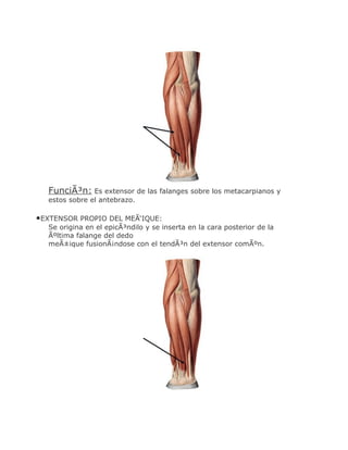 FunciÃ³n: Es extensor de las falanges sobre los metacarpianos y
   estos sobre el antebrazo.

•EXTENSOR PROPIO DEL MEÃ‘IQUE:
   Se origina en el epicÃ³ndilo y se inserta en la cara posterior de la
   Ãºltima falange del dedo
   meÃ±ique fusionÃ¡ndose con el tendÃ³n del extensor comÃºn.
 